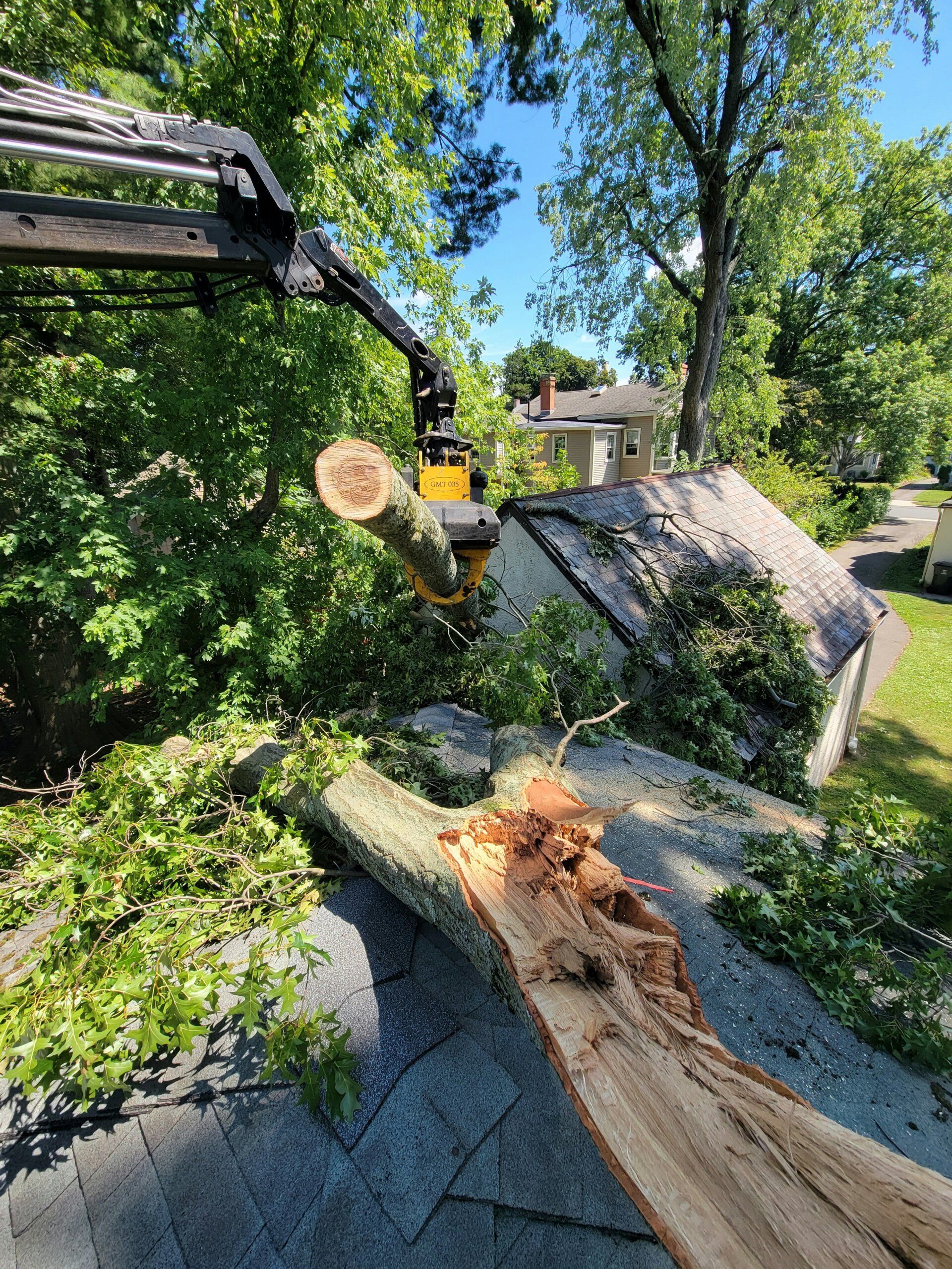 Before tree removal