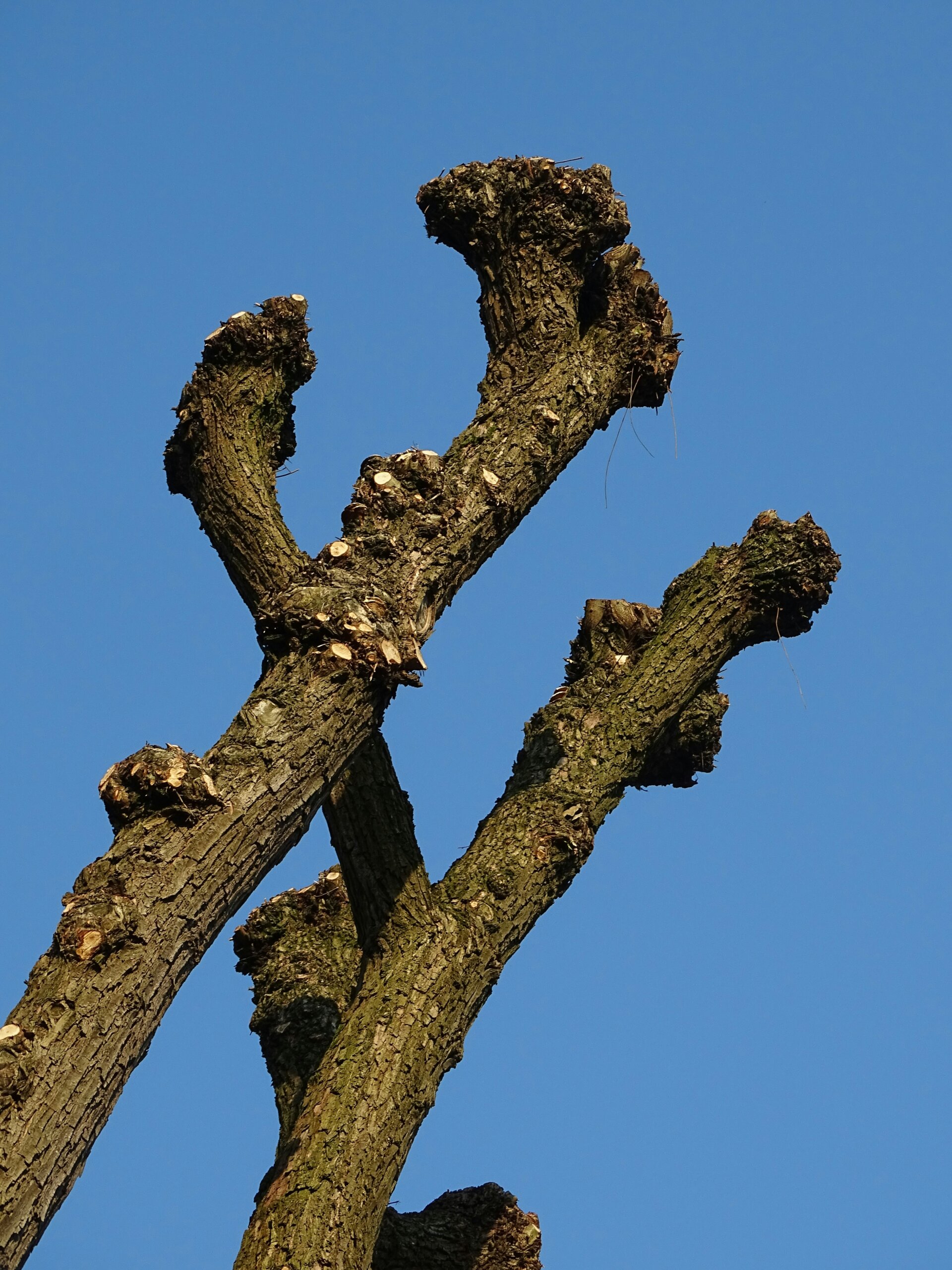 After tree trimming