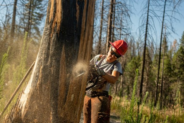 Certified Arborist Akron