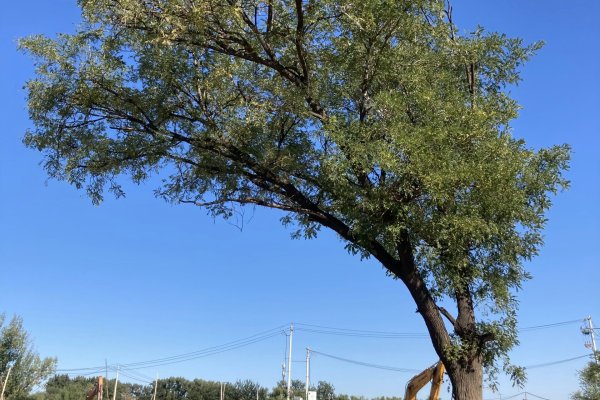 Tree Removal Akron