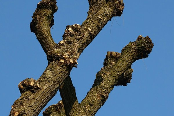 Tree Trimming Akron